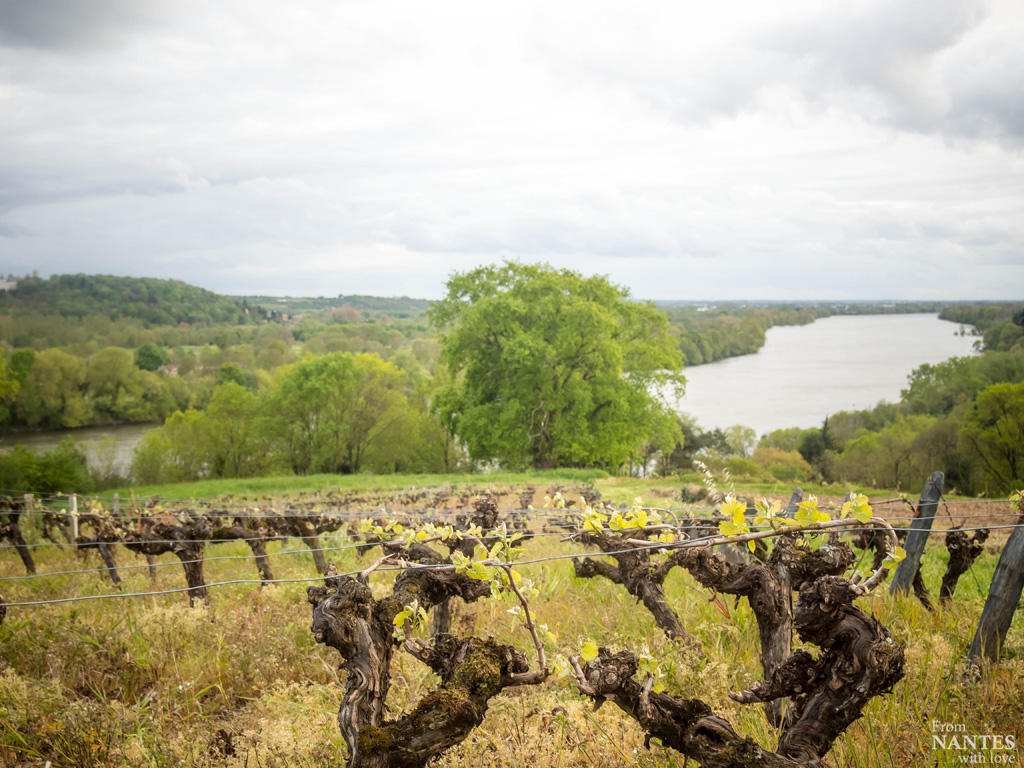 Domaine viticole des Génaudières - pays d'Ancenis - loire Atlantique