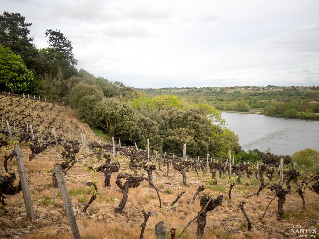 Domaine viticole des Génaudières - pays d'Ancenis - loire Atlantique