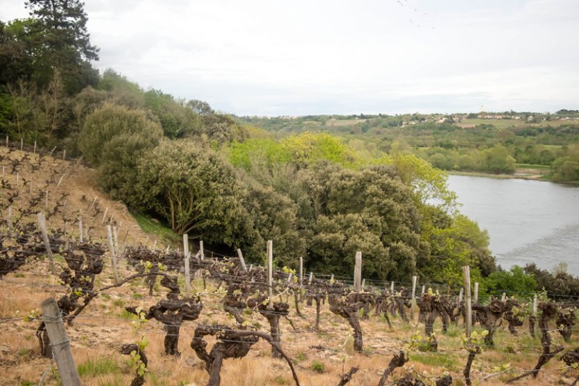 Le domaine viticole des Génaudières