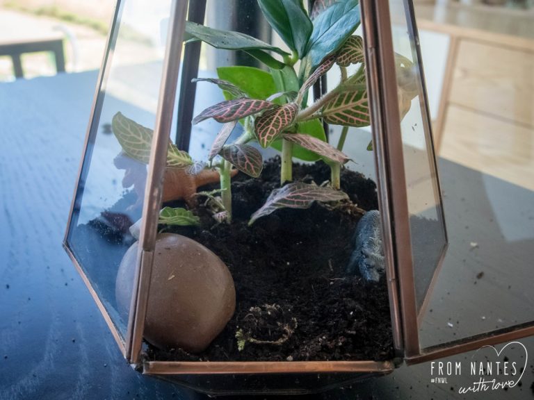 Mon terrarium DIY avec le kit "Green Forest" du Coin Jardin