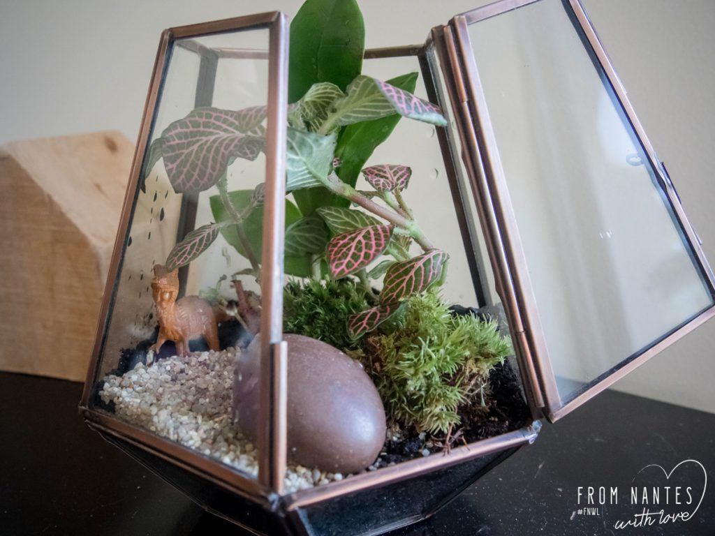 Mon terrarium DIY avec le kit "Green Forest" du Coin Jardin