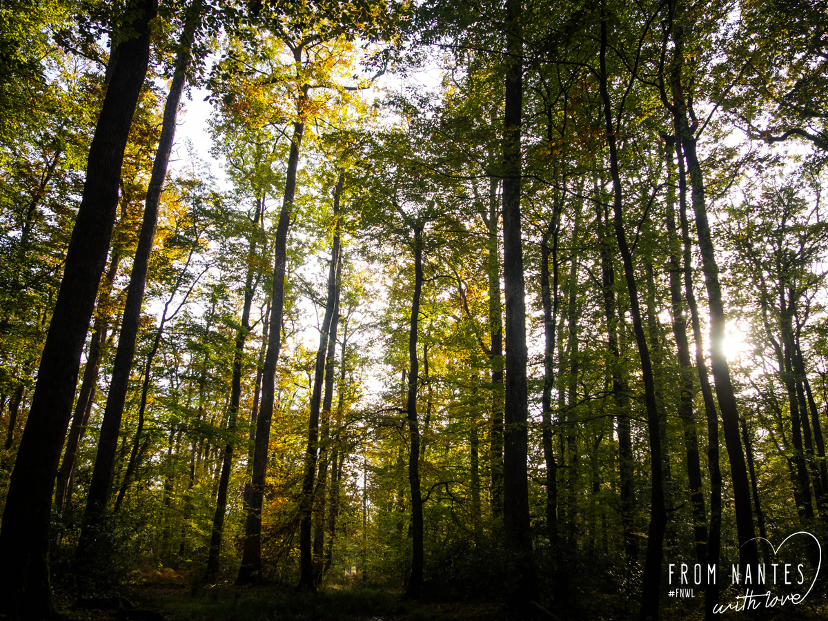 Balade d'automne dans la Forêt du Gavre
