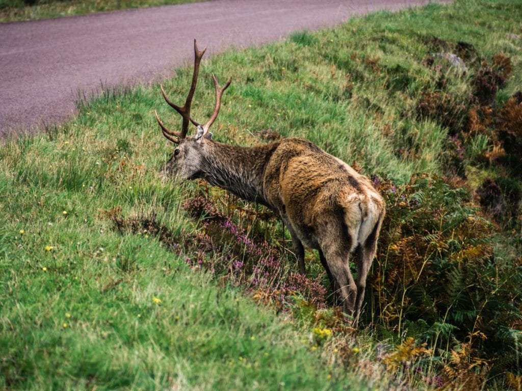 Ecosse - Rencontrer des cerfs