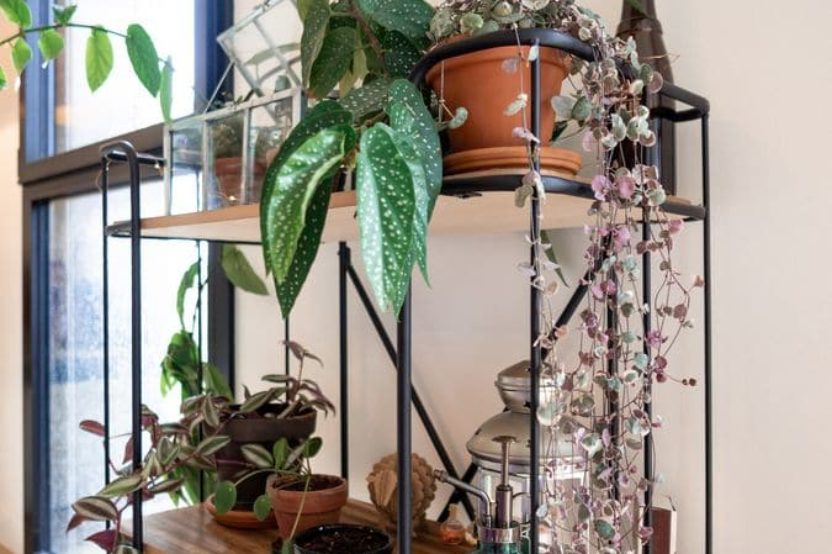 #CrazyPlantLady – Aménager un mini jardin des plantes chez soi