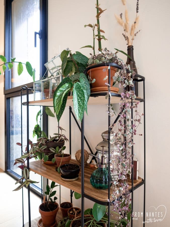 Intérieur - Créer un coin dédié aux plantes vertes chez soi
