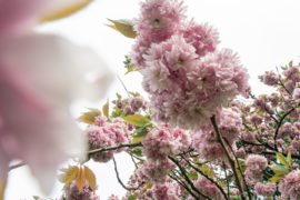 Une balade comme au Japon, sous les cerisiers en fleurs du Parc Oriental de Maulévrier
