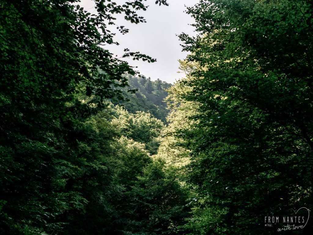 Pays basque français - Forêt d'Iraty